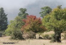 گزارش تصویری از فصل پاییز در جنگل ابر شاهرود